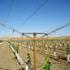 vineyard use open gable trellis system with all ac