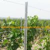 275g/m2 zinc coating galvanized metal vineyard gra
